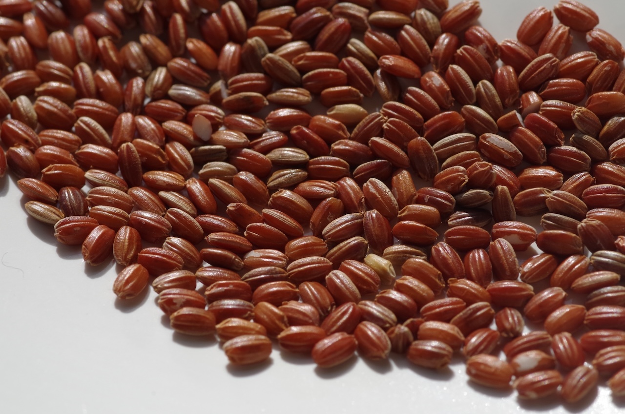 赤米とは？栄養や効果を解説