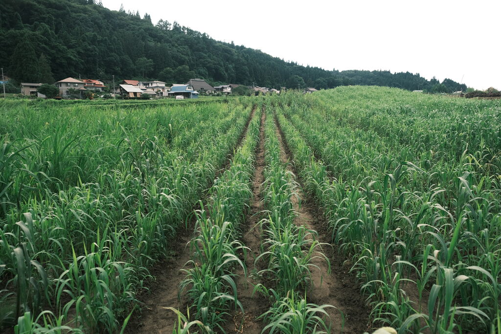 7月の雑穀畑を引きで見たところ。畝の間に通路が残り、背景に山と集落が見える
