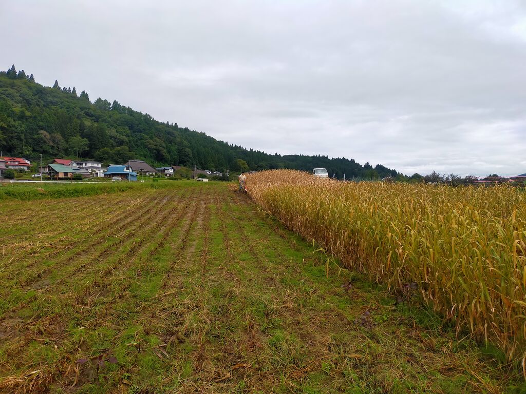 刈り取り済みの地面と、まだ黄金色に立っている雑穀畑が画面で二分されている