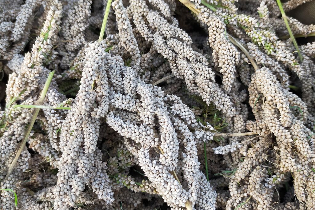 収穫袋に積み重なった灰白色の雑穀の穂。茎が付いたままの状態