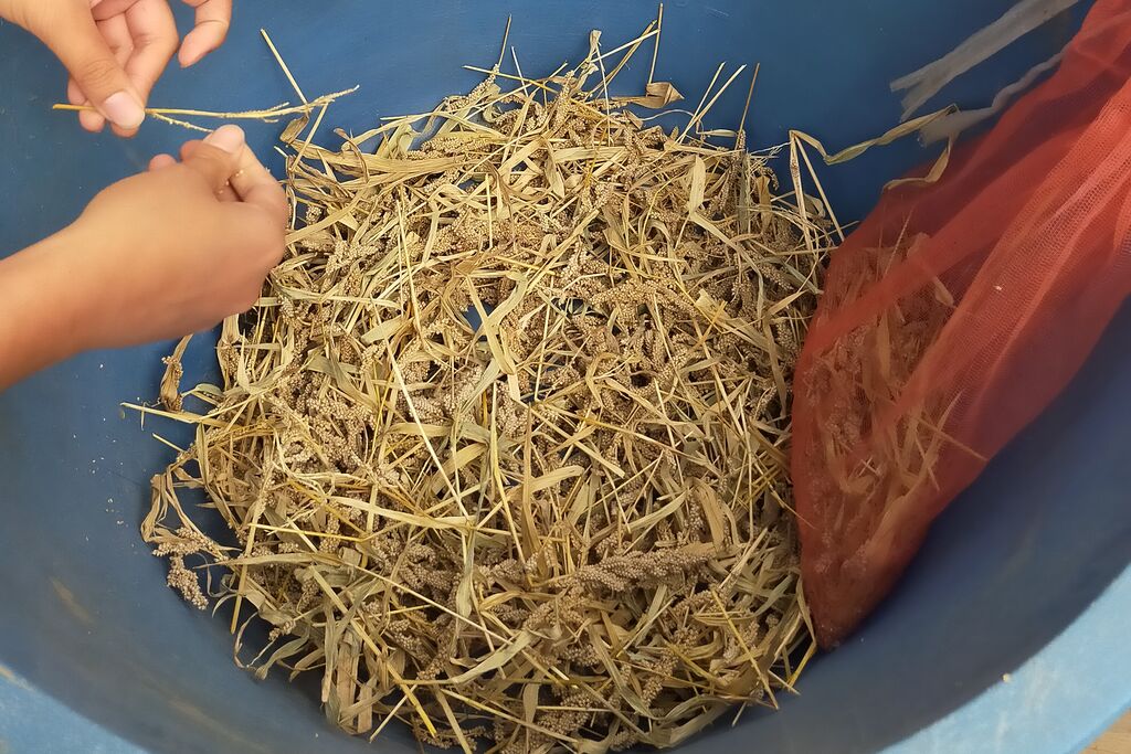 青いたらいに入った脱穀後の茎と殻。手作業で穂から実を外している