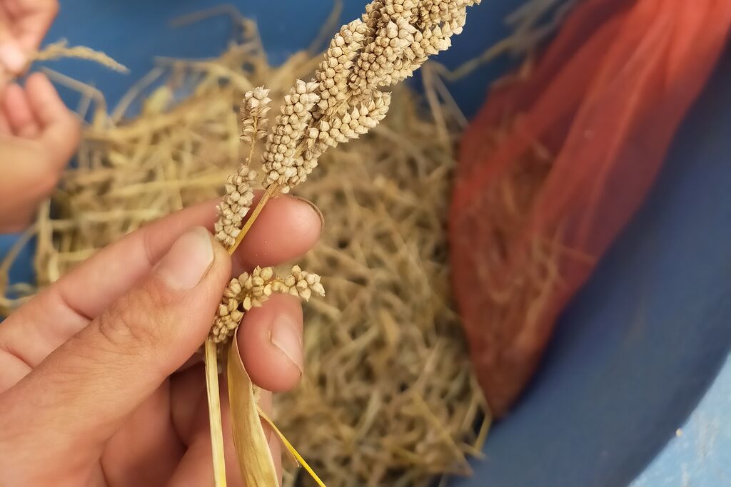 乾燥した雑穀の穂を1本つまみ上げたところ。粒が穂軸にどう付いているかがわかる